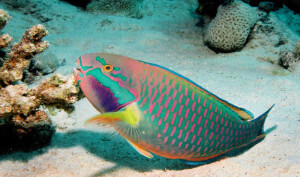 The-Parrotfish