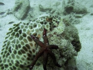 hexagon-grouper
