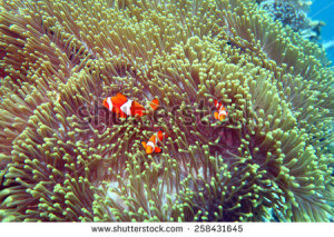 stock-photo-clown-fish-nemo-at-anemone-reef-scuba-diving-the-coral-reef-in-the-south-of-thailand-258431645