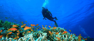 patong-hotel-scuba-diving-trips
